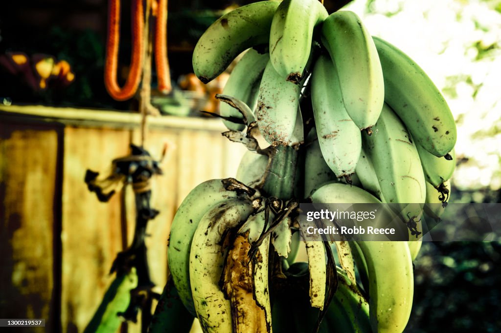 A hanging bunch of organic bananas in Costa Rica