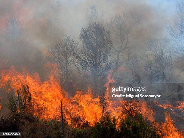 wildfire - forest fire stockfoto's en -beelden