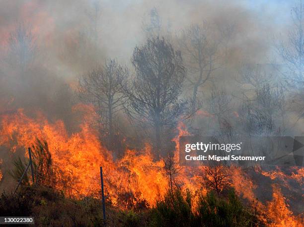 wildfire - bush fire stock pictures, royalty-free photos & images