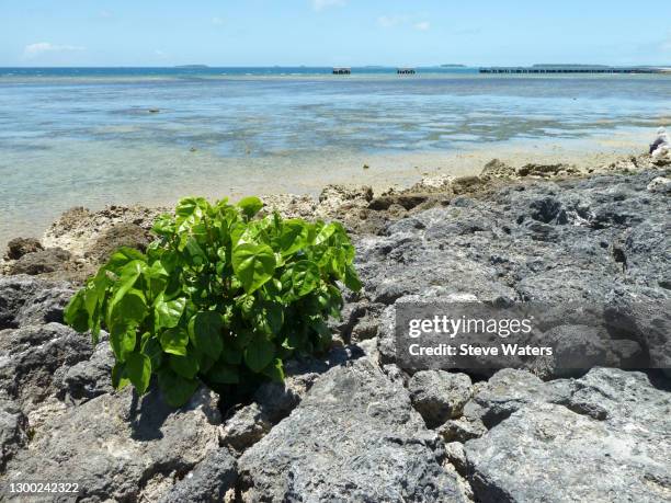 Tonga Tre 110 Tonga Royal Palace Stock Photos, High-Res Pictures, and Images ...