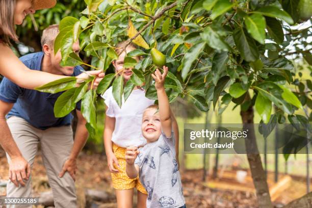 child picking fresh avocado from a tree - fruit orchard stock pictures, royalty-free photos & images