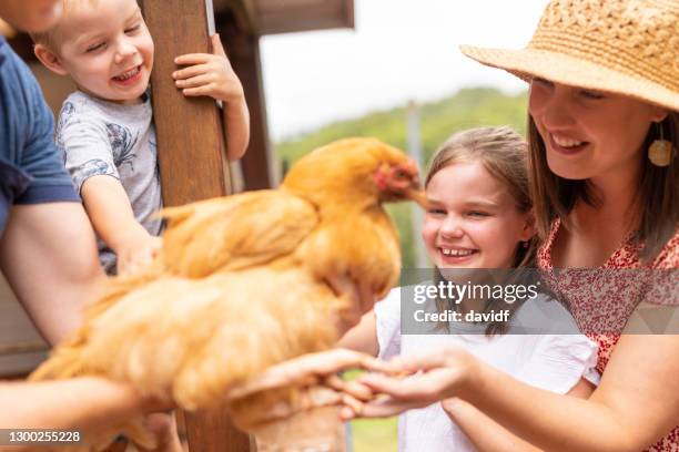 familia con pollos de patio trasero - lismore nueva gales del sur fotografías e imágenes de stock