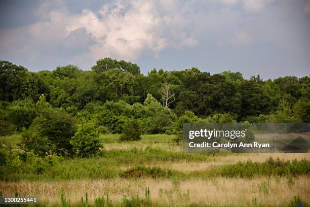 grassy meadow with trees in background with thunderstorms approaching - charlotte north carolina summer stock pictures, royalty-free photos & images