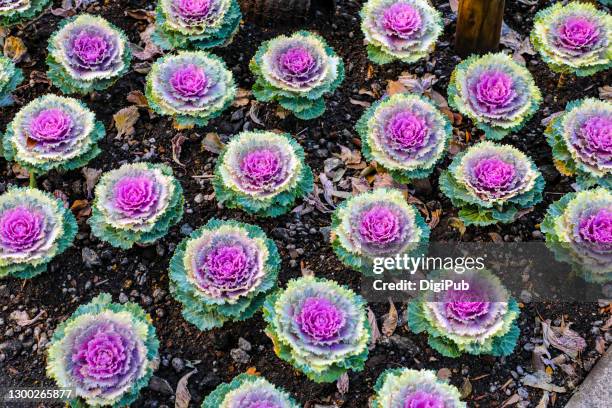 ornamental cabbage, ornamental kale, flowering kale - col fotografías e imágenes de stock