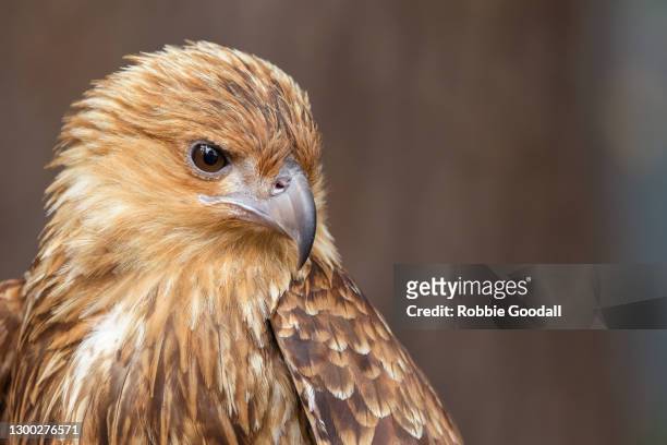 whistling kite (haliastur sphenurus) - bird of prey - australia - kite bird stock-fotos und bilder