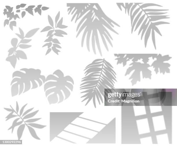 tropical palm leaves, plant and window shadows set - palm tree shadow stock illustrations