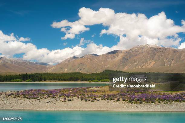 iglesia del buen pastor en el lago tekapo, nueva zelanda - tékapo fotografías e imágenes de stock