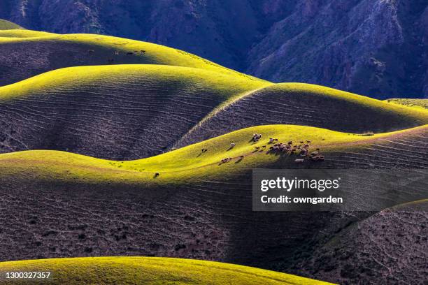 sheep grazing on the karajun grassland,xinjiang,china - tien shan mountains stock pictures, royalty-free photos & images