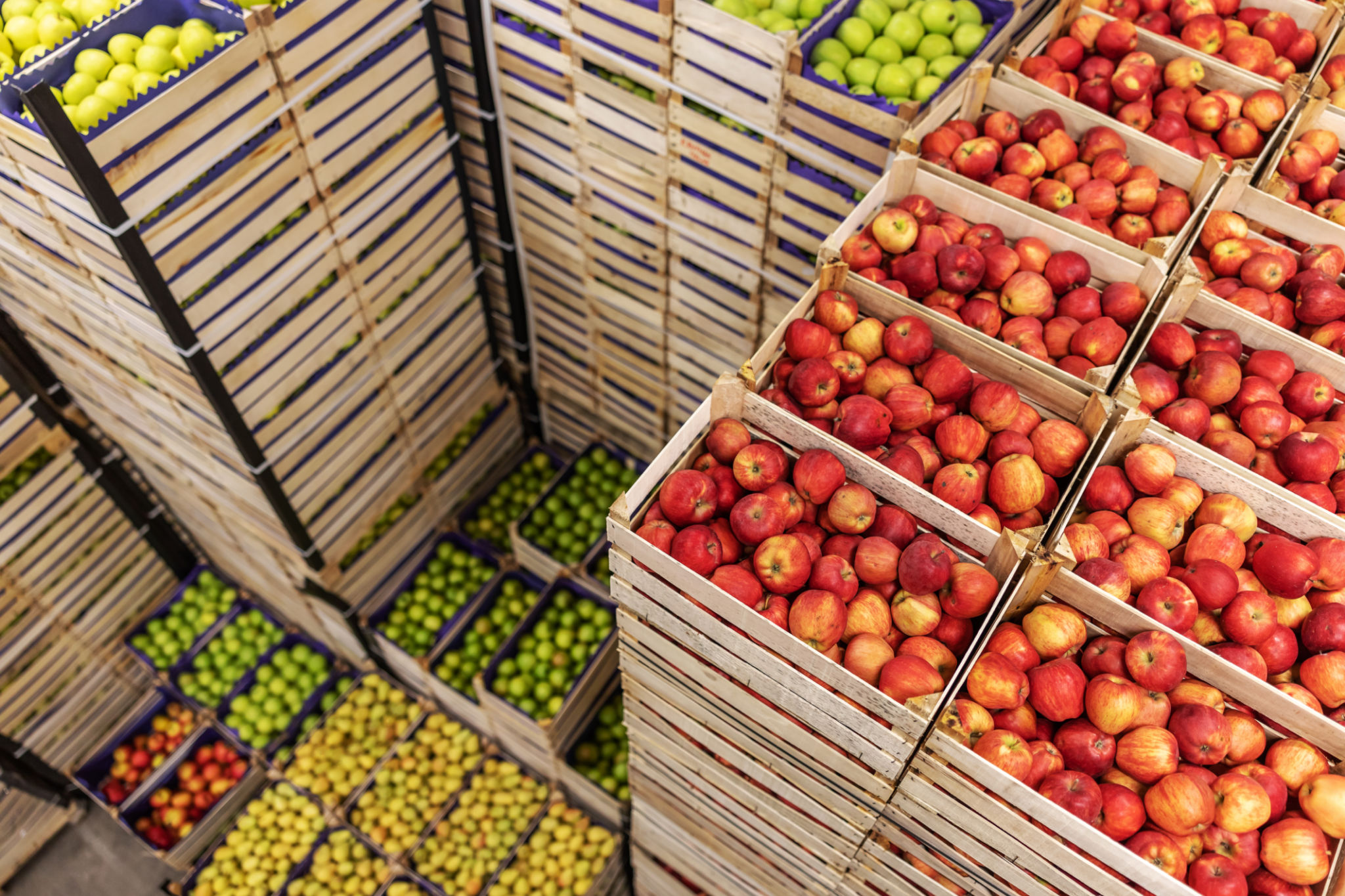 fruit export