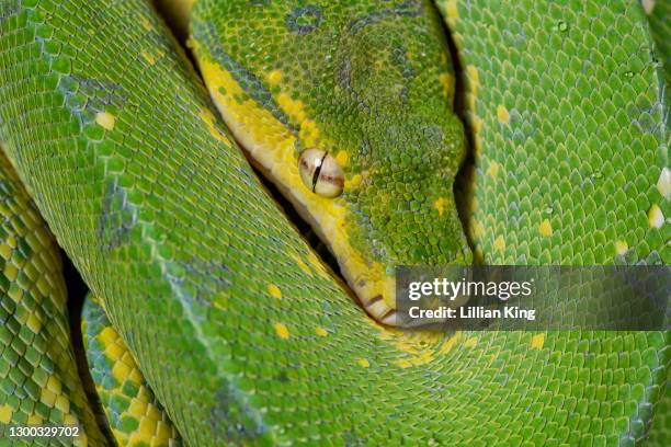 609 King Python Stock Photos, High-Res Pictures, and Images - Getty Images