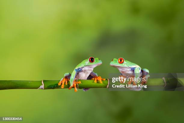 red eyed tree frog - jungle animals stock pictures, royalty-free photos & images