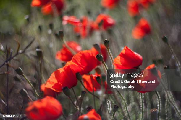 poppies for remembrance - remembrance poppy stock pictures, royalty-free photos & images