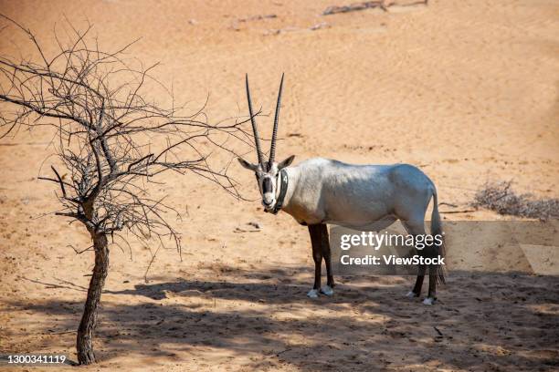19 Eland Road Photos and Premium High Res Pictures - Getty Images 19 Eland Road Photos and Premium High Res Pictures - Getty Images