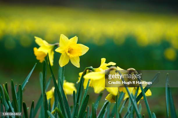 Daffodil fields on February 4, 2021 in and around Hayle, in West Cornwall, United Kingdom.
