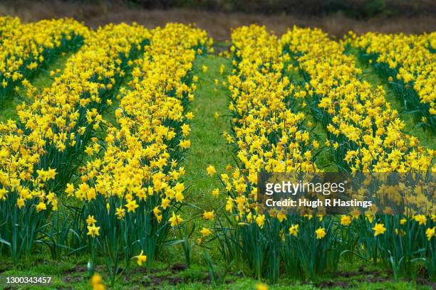 Daffodil fields on February 4, 2021 in and around Hayle, in West Cornwall, United Kingdom.