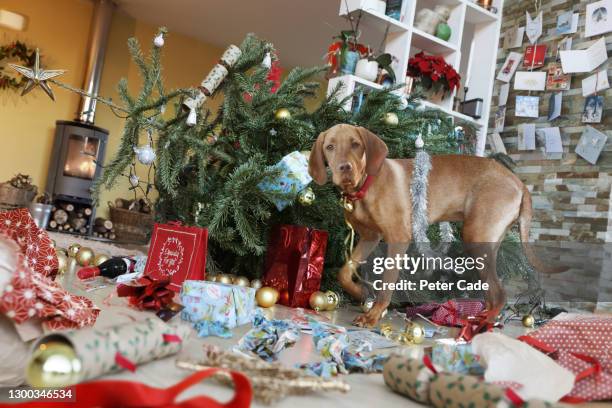 dog destroying christmas tree and presents - emergencies and disasters imagens e fotografias de stock