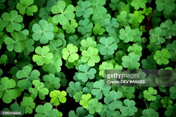 three leaf clover backgrounds-shamrock - st patricks day stock pictures, royalty-free photos & images