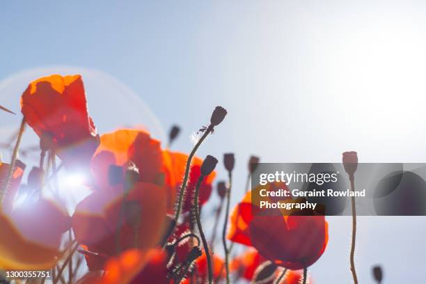 flower background nature image - remembrance day poppy stock pictures, royalty-free photos & images