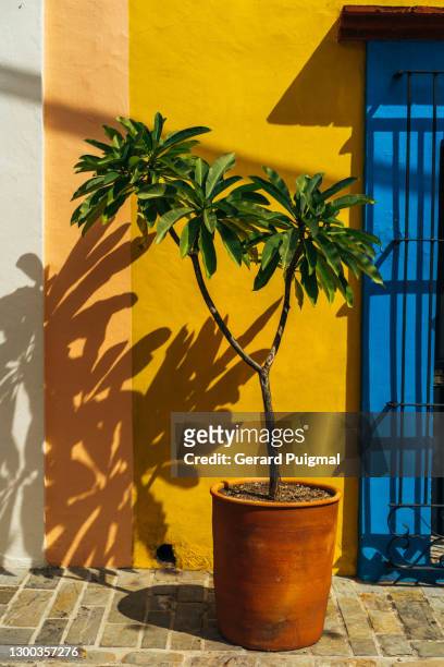 a plumeria in a ceramic pot in front of colourful house facades - mexico color stock pictures, royalty-free photos & images