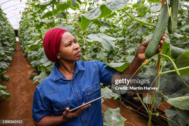 portrait of a black african female farmer monitoring hydroponic cucumbers with a digital tablet in a greenhouse tunnel - hydroponics stock pictures, royalty-free photos & images