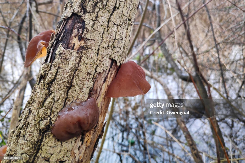 Wood ears growing on a tree bark