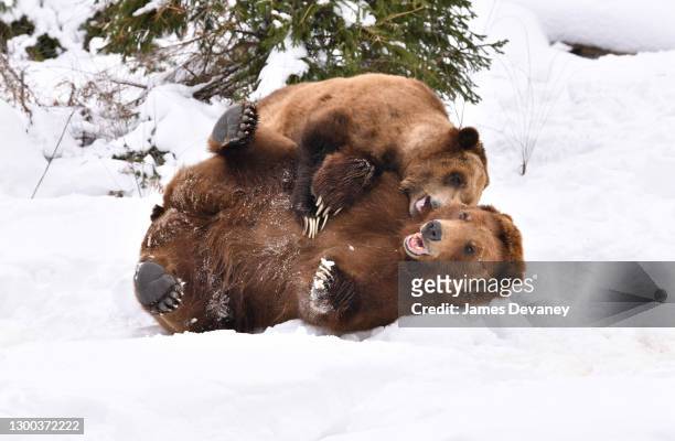 Pair of grizzly bears play at the Bronx Zoo on February 3, 2021 in New York City.