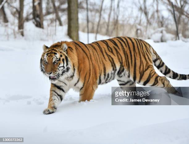 Amur tiger seen at the Bronx Zoo on February 3, 2021 in New York City.