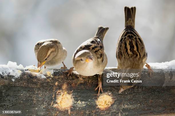 three sparrows - three animals stock pictures, royalty-free photos & images