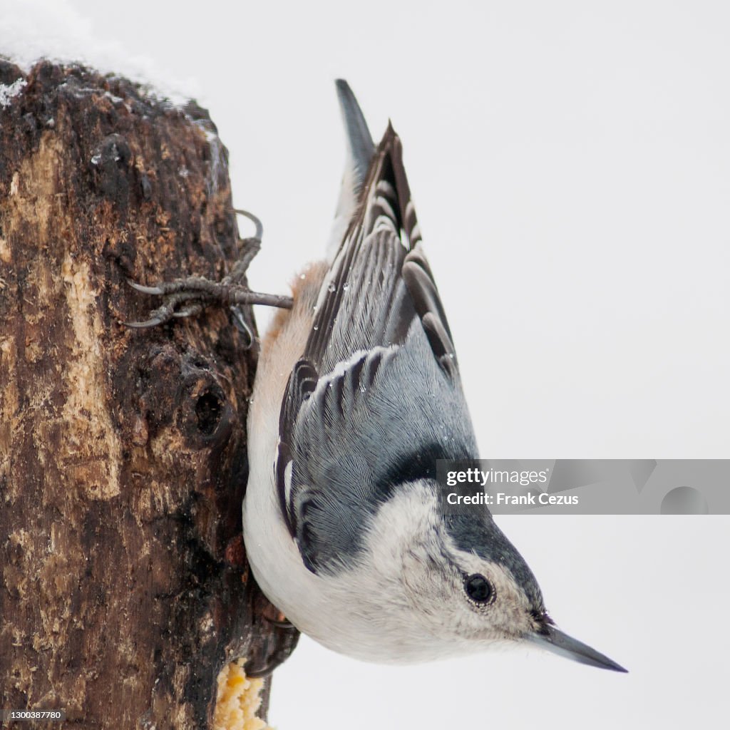 White-breasted nuthatch