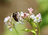 Honey bee feeding from a buckwheat flower