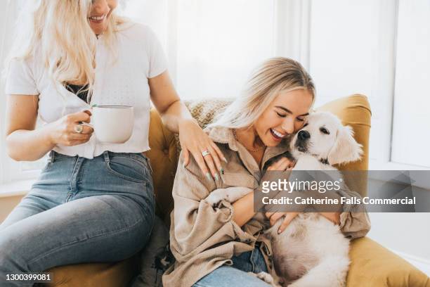 woman cuddles 12 week old golden retriever puppy while another looks on and smiles - retriever stockfoto's en -beelden