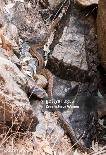 central australian carpet python (morelia spilota bredli) among quartzite boulders in a gorge in the chewings range. - diamond python stock pictures, royalty-free photos & images