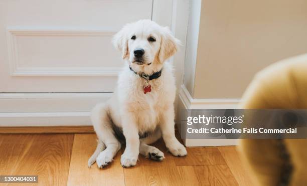 golden retriever puppy sits by a door - collar stock pictures, royalty-free photos & images