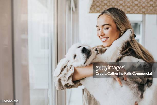 young woman cuddles her 12 week old golden retriever puppy - fur photos et images de collection