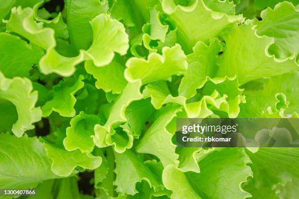 background or pattern of fresh green lettuce salad growing in a row in a home farm. vitamin healthy food - butterhead lettuce - fotografias e filmes do acervo