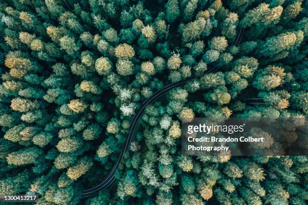 redwood forest road trip - the bigger picture fotografías e imágenes de stock