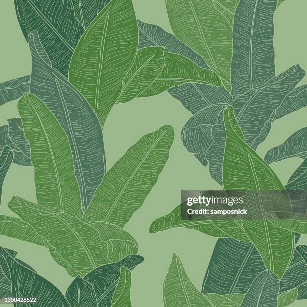 ilustraciones, imágenes clip art, dibujos animados e iconos de stock de martinica inspiró sin costuras banana leaf patrón fondo de pantalla - papel de pared