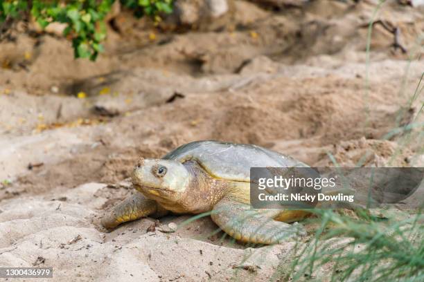 turtle digging nest - laying egg stock pictures, royalty-free photos & images