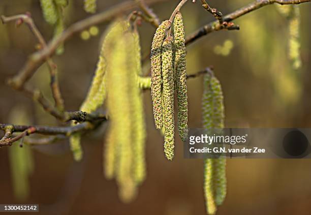 sometimes it feels like spring - alder tree stock pictures, royalty-free photos & images