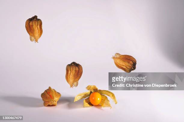 decorative physalis on white background - winter cherry stock pictures, royalty-free photos & images
