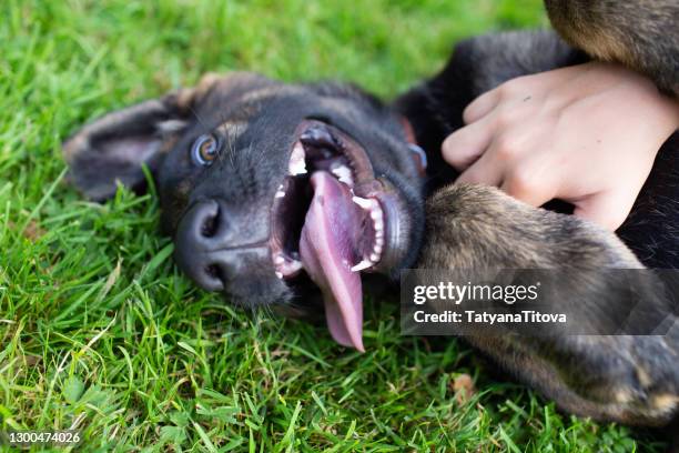 german shepherd puppy showing tongue and teeth - german shepherd teeth stock pictures, royalty-free photos & images