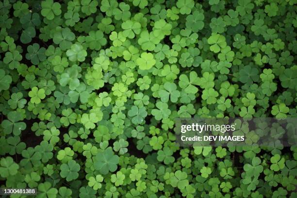 three leaf clovers -shamrock leaves close up - kleeblatt stock-fotos und bilder