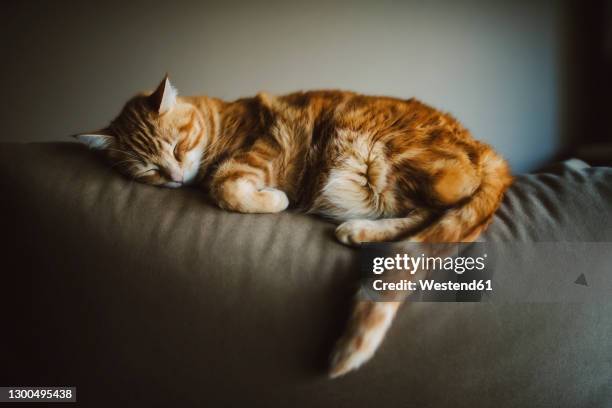 close-up of ginger cat sleeping on sofa against wall at home - animal head on wall stock pictures, royalty-free photos & images