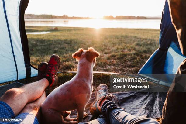 legs of male and female friends with dog relaxing in tent at sunset - zelt stock-fotos und bilder