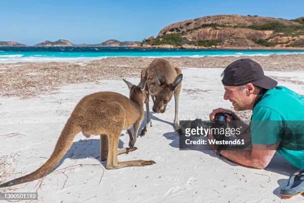 smiilng photographer with camera looking at western grey kangaroos on beach, western australia - kangaroo on beach foto e immagini stock