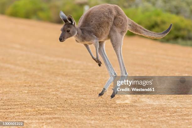 western gray giant kangaroo jumping on sand - kangaroo stock pictures, royalty-free photos & images