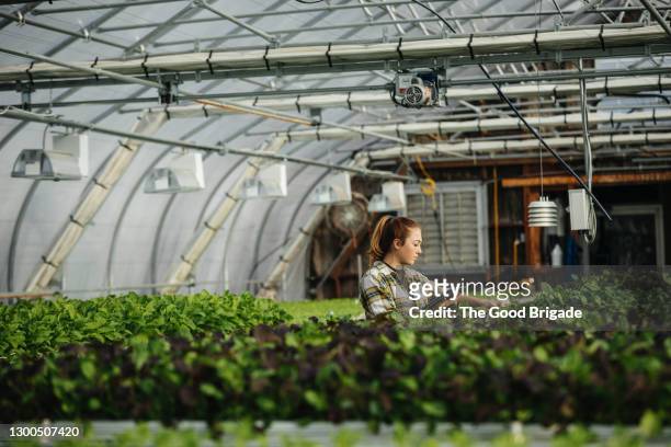 female farm worker using digital tablet in greenhouse - hydroponic stock pictures, royalty-free photos & images