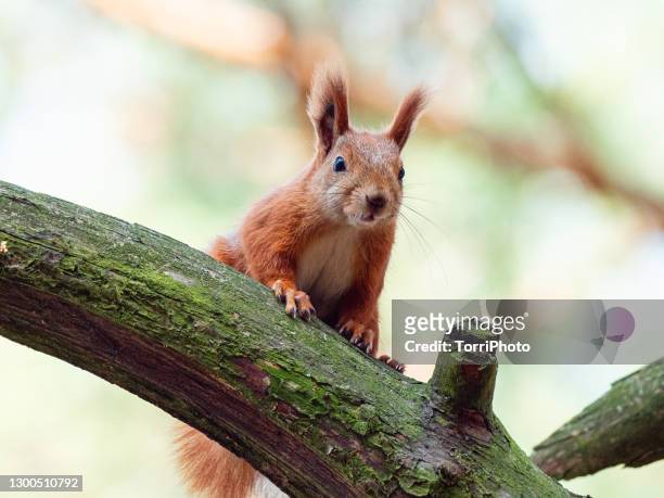 close-up portrait of red squirrel perched on the branch - tree squirrel stock-fotos und bilder