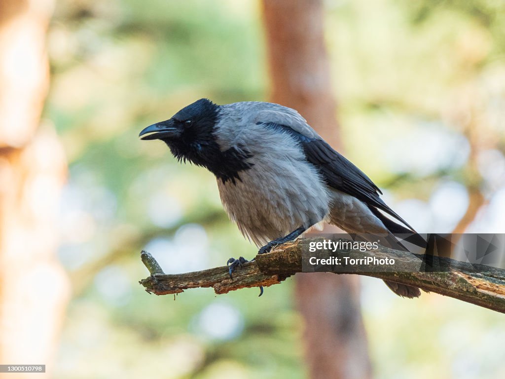 Gray crow perched on a branch and croaks