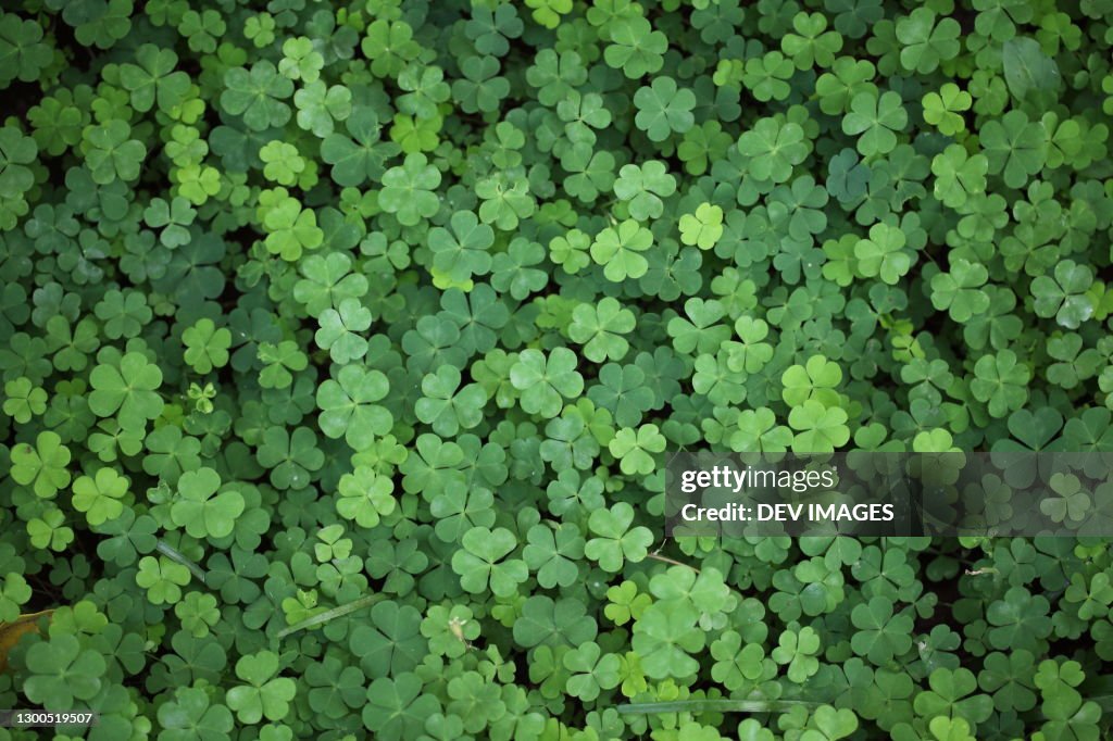 Beautiful three leaf clovers for backgrounds